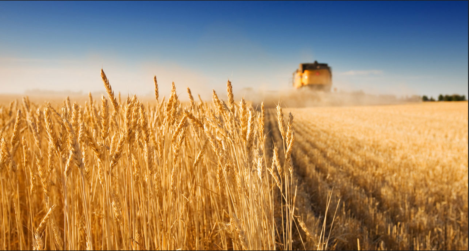 Campo agrícola Coopeumo